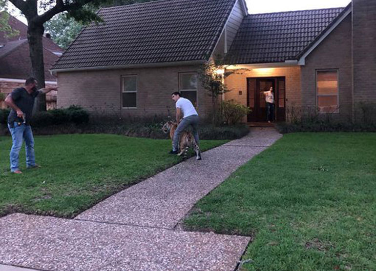 Un tigre se ballade dans les rue de Houston